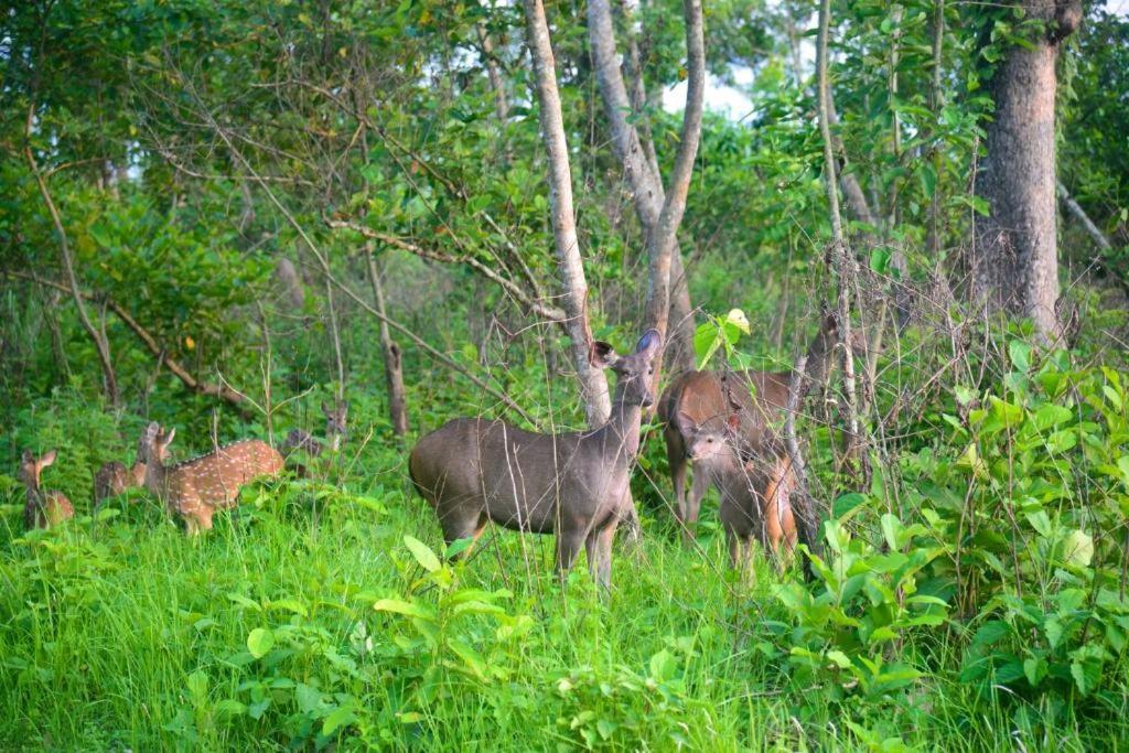 Hotel Greenland Safari Sauraha Exterior foto